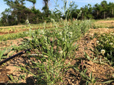 Chamsur (Garden Cress)
