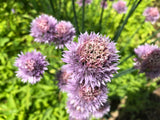 Chives
