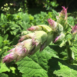 Clary Sage