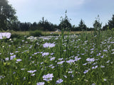 Common Flax