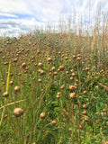 Common Flax