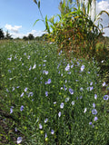 Common Flax