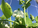 Daniel O'Rourke Pea