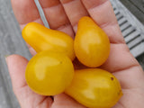 Dattelwein Cherry Tomato