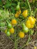 Dattelwein Cherry Tomato