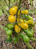 Dattelwein Cherry Tomato