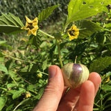 De Milpa Tomatillo