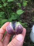De Milpa Tomatillo