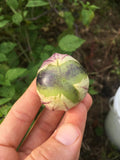 De Milpa Tomatillo