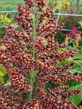 Della Sorghum