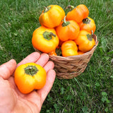 Doe Hill Pepper