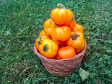 Doe Hill Pepper