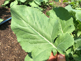 Ethiopian Blue Mustard Greens