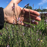 European Vervain