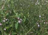 European Vervain