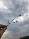 European Vervain