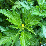 Ewedu (Nigerian Jute Leaves)