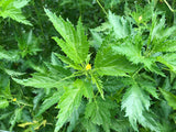 Ewedu (Nigerian Jute Leaves)