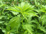Ewedu (Nigerian Jute Leaves)