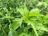 Ewedu (Nigerian Jute Leaves)