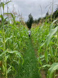 Floriani Red Flint Corn