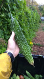 Futo Spindle Bitter Melon