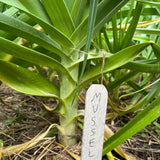 Giant Musselburgh Leeks