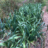 Giant Musselburgh Leeks