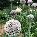 Giant Musselburgh Leeks