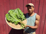 Green Glaze Collards