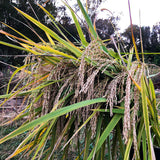 Hill Rice (South Trinidad)