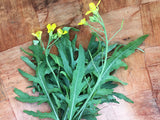 Selvatica Rucola (Wild Arugula)