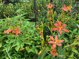 Blackberry Lily