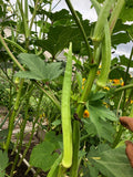Indian Bhindi
