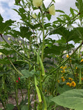 Indian Bhindi