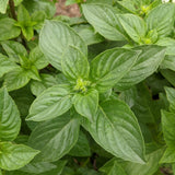 Iraqi Reehan Basil