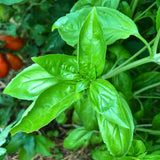 Italian Sweet Basil