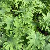 White Russian Kale
