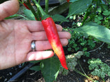 Korean Hong-Gochu Pepper