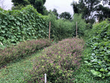 Krapao Red (Thai Holy Basil)