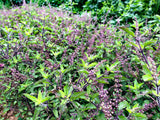 Krapao Red (Thai Holy Basil)