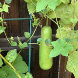 Lauki (Bottle Gourd)
