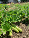 Lauki (Bottle Gourd)