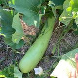 Lauki (Bottle Gourd)