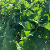 Lauki (Bottle Gourd)