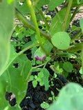 Lavender Frog Egg (Eggplant)