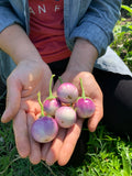 Lavender Frog Egg (Eggplant)