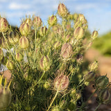 Love-In-A-Mist