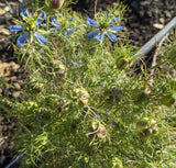 Love-In-A-Mist