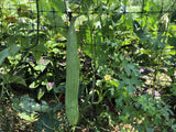 Mướp Hương (Smooth Luffa Gourd)